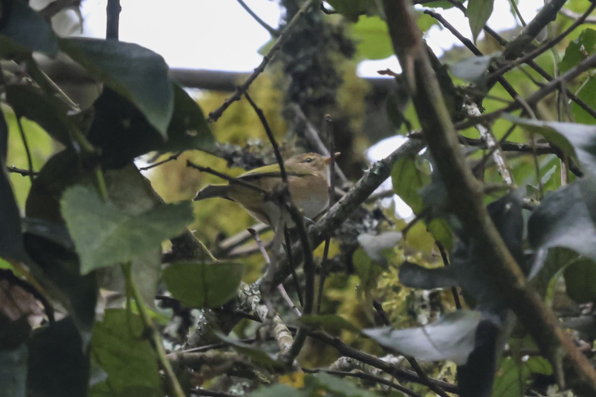 Brown Woodland-Warbler - ML636231154