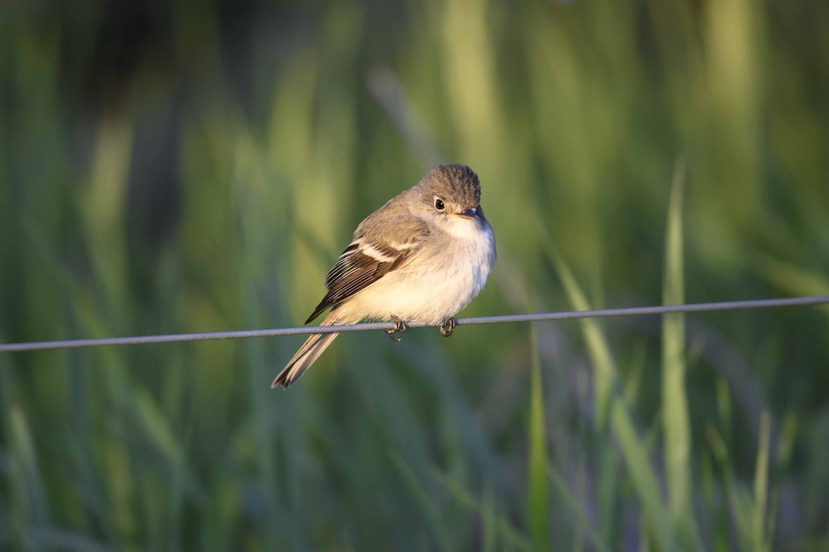 Least Flycatcher - ML636231230