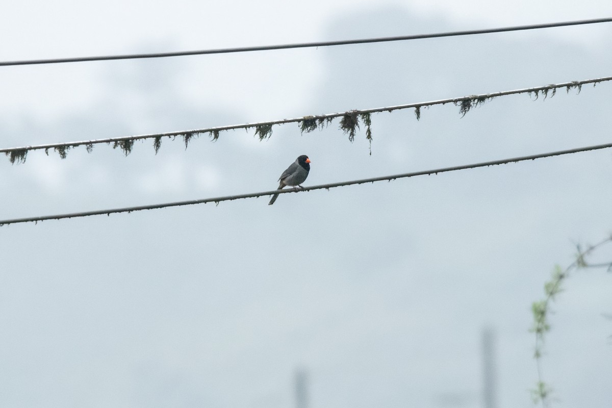 Black-cowled Saltator - ML636231254