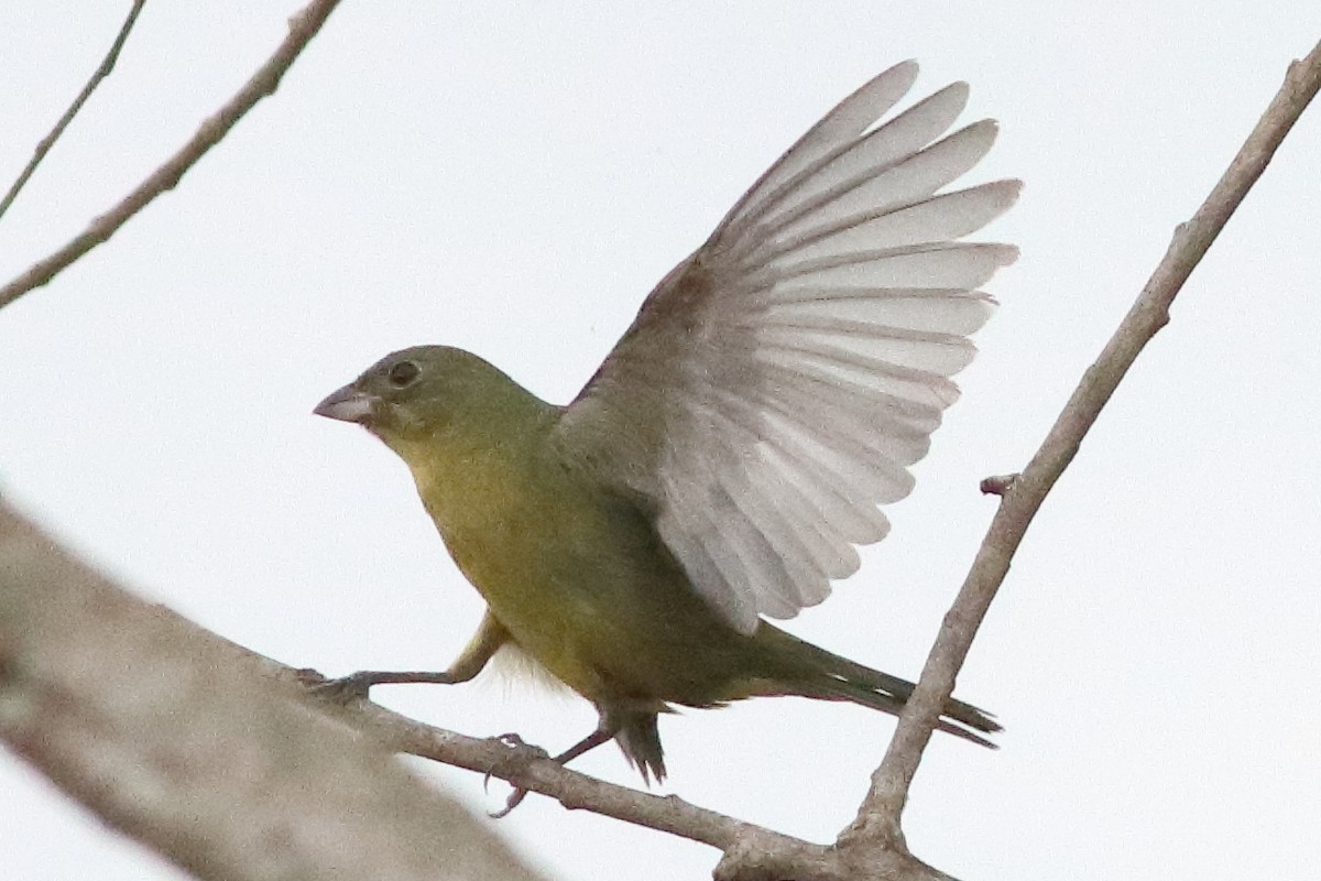 Painted Bunting - ML636231293