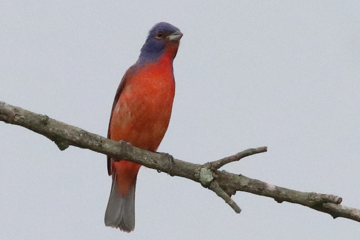 Painted Bunting - ML636231295