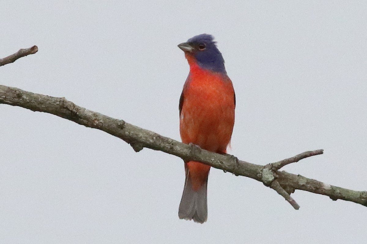 Painted Bunting - ML636231297