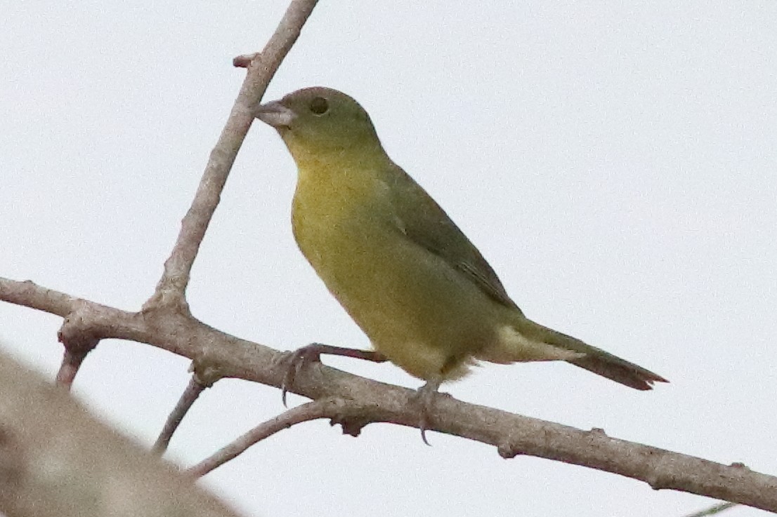 Painted Bunting - ML636231313