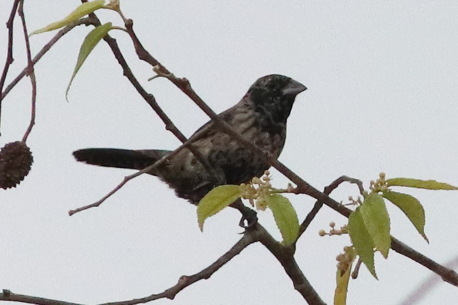 Blue-black Grassquit - ML636231344