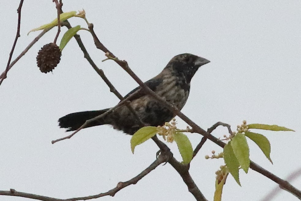 Blue-black Grassquit - ML636231345