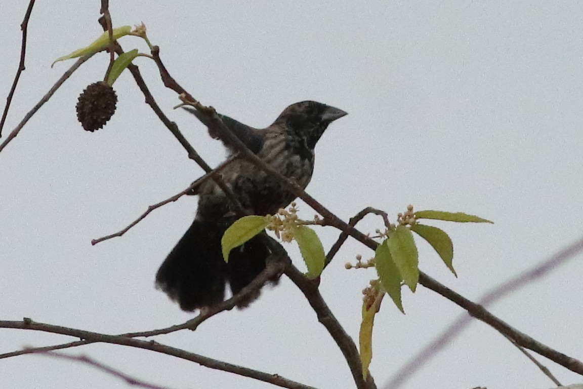 Blue-black Grassquit - ML636231346