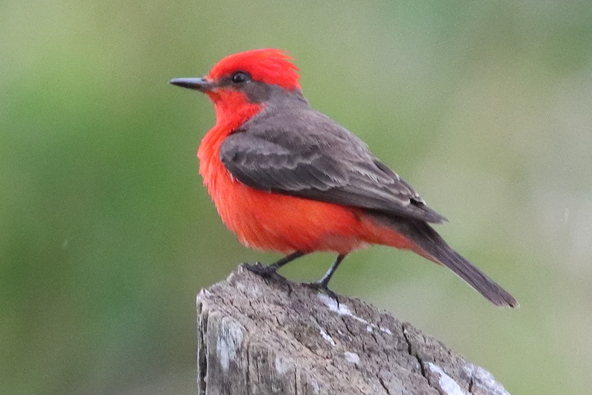 Vermilion Flycatcher - ML636231357