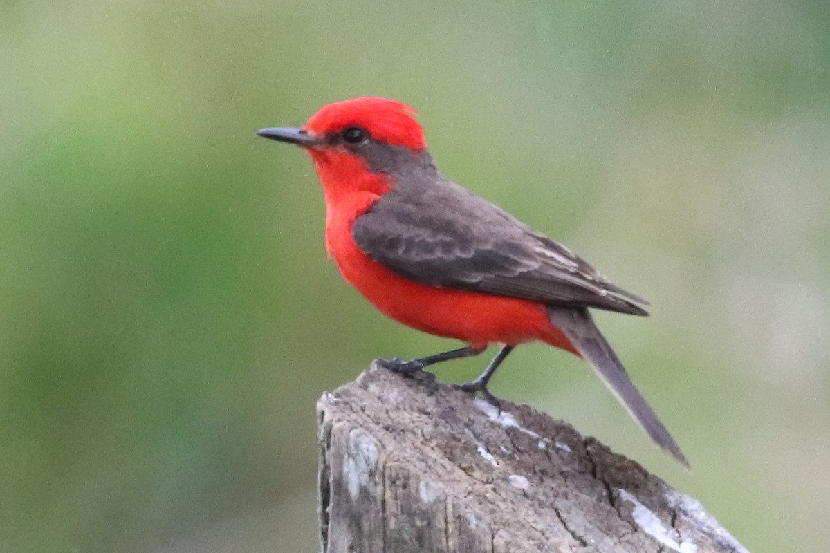 Vermilion Flycatcher - ML636231358