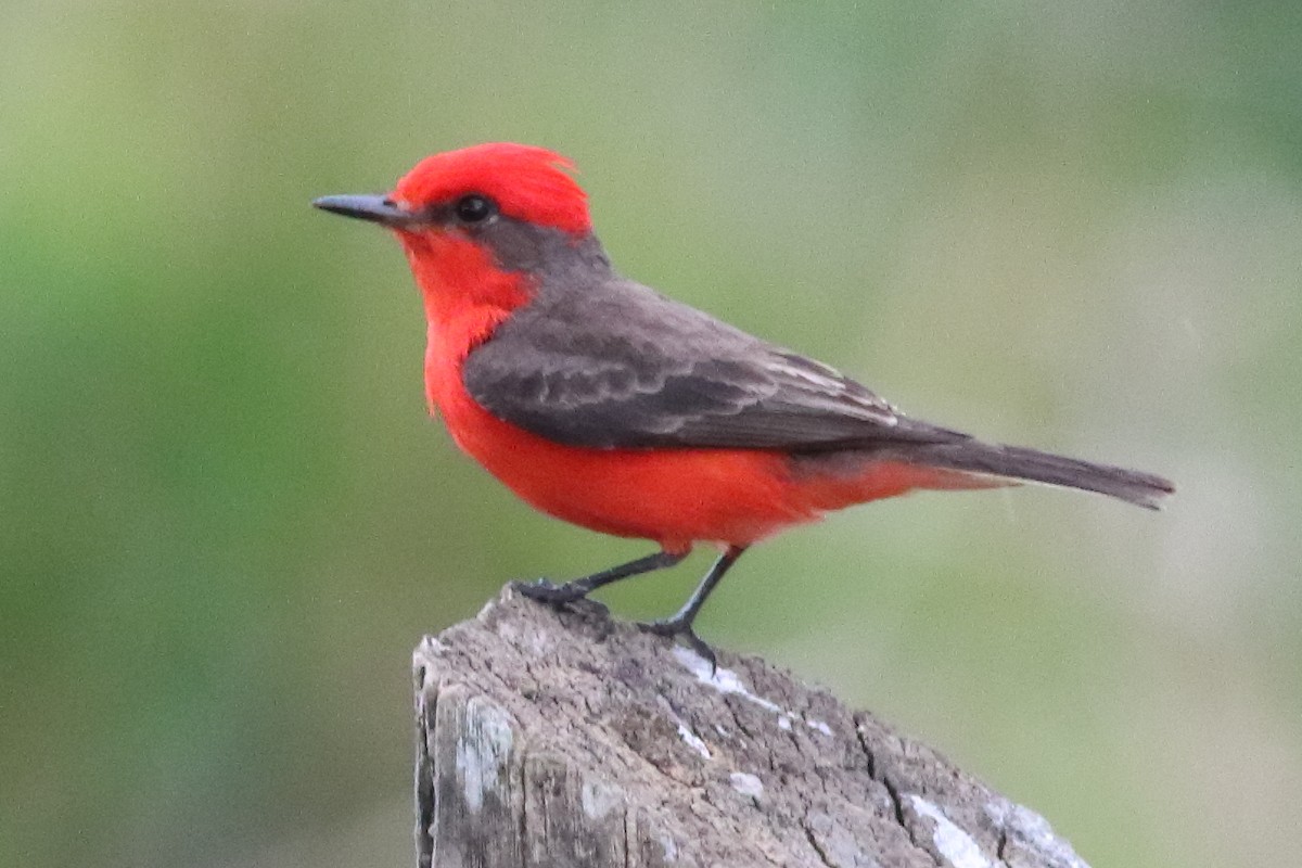 Vermilion Flycatcher - ML636231359