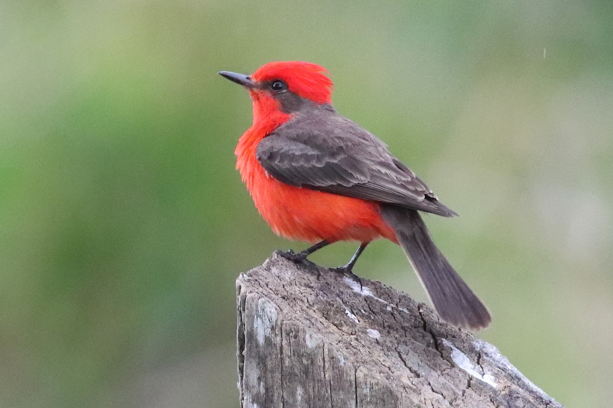Vermilion Flycatcher - ML636231360