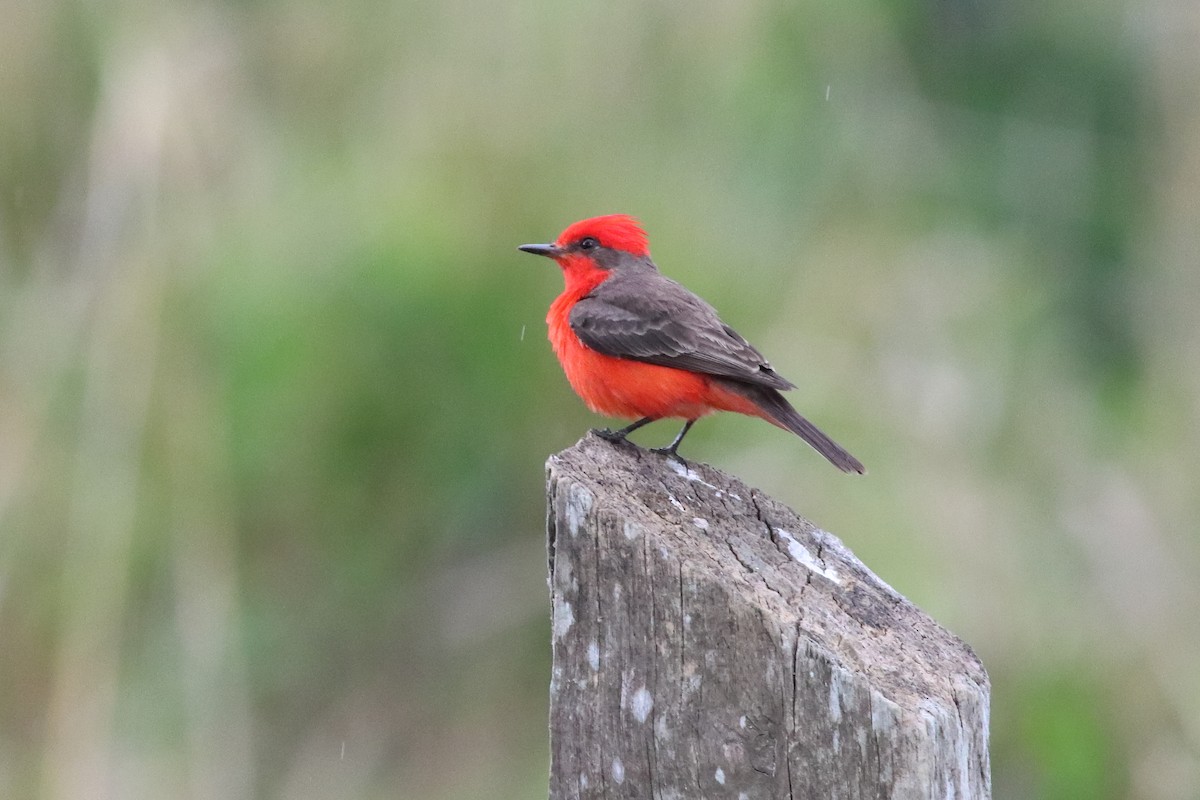 Vermilion Flycatcher - ML636231361