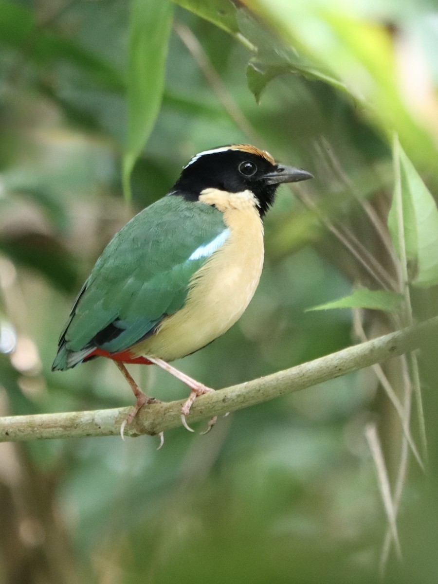 Ornate Pitta - ML636231379