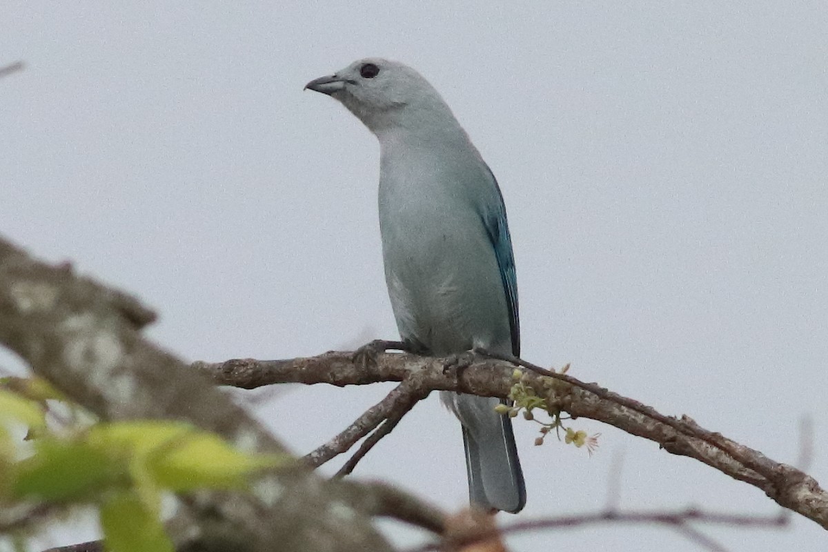 Blue-gray Tanager - ML636231385