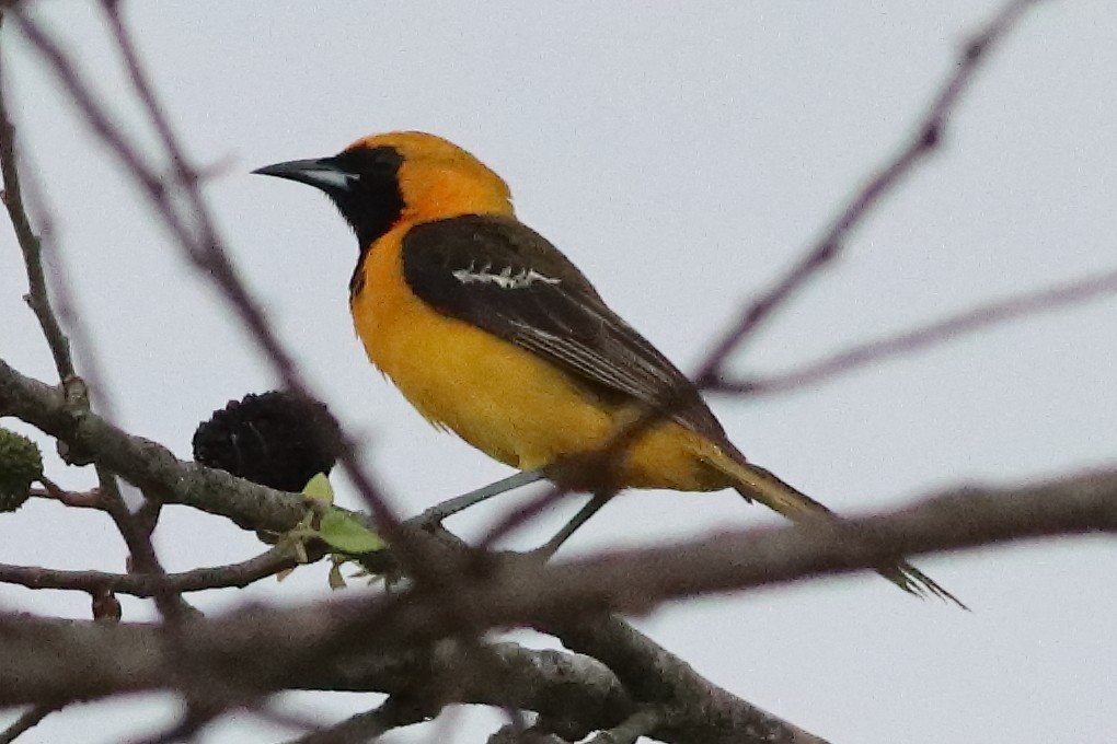 Hooded Oriole - ML636231407