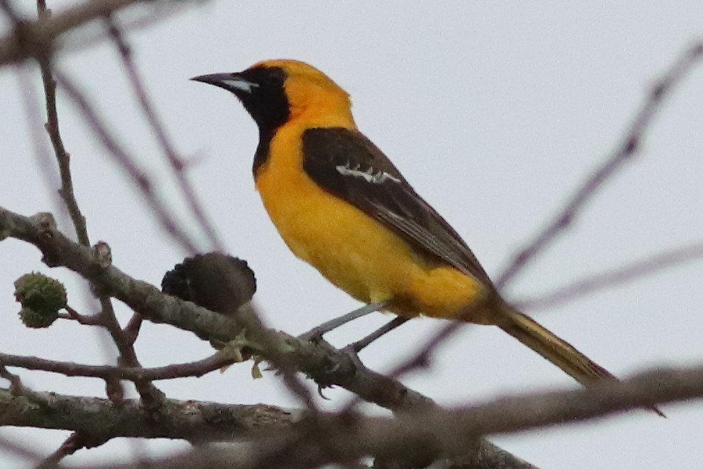 Hooded Oriole - ML636231408