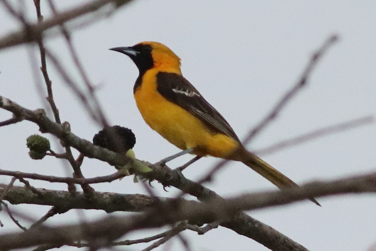 Hooded Oriole - ML636231409