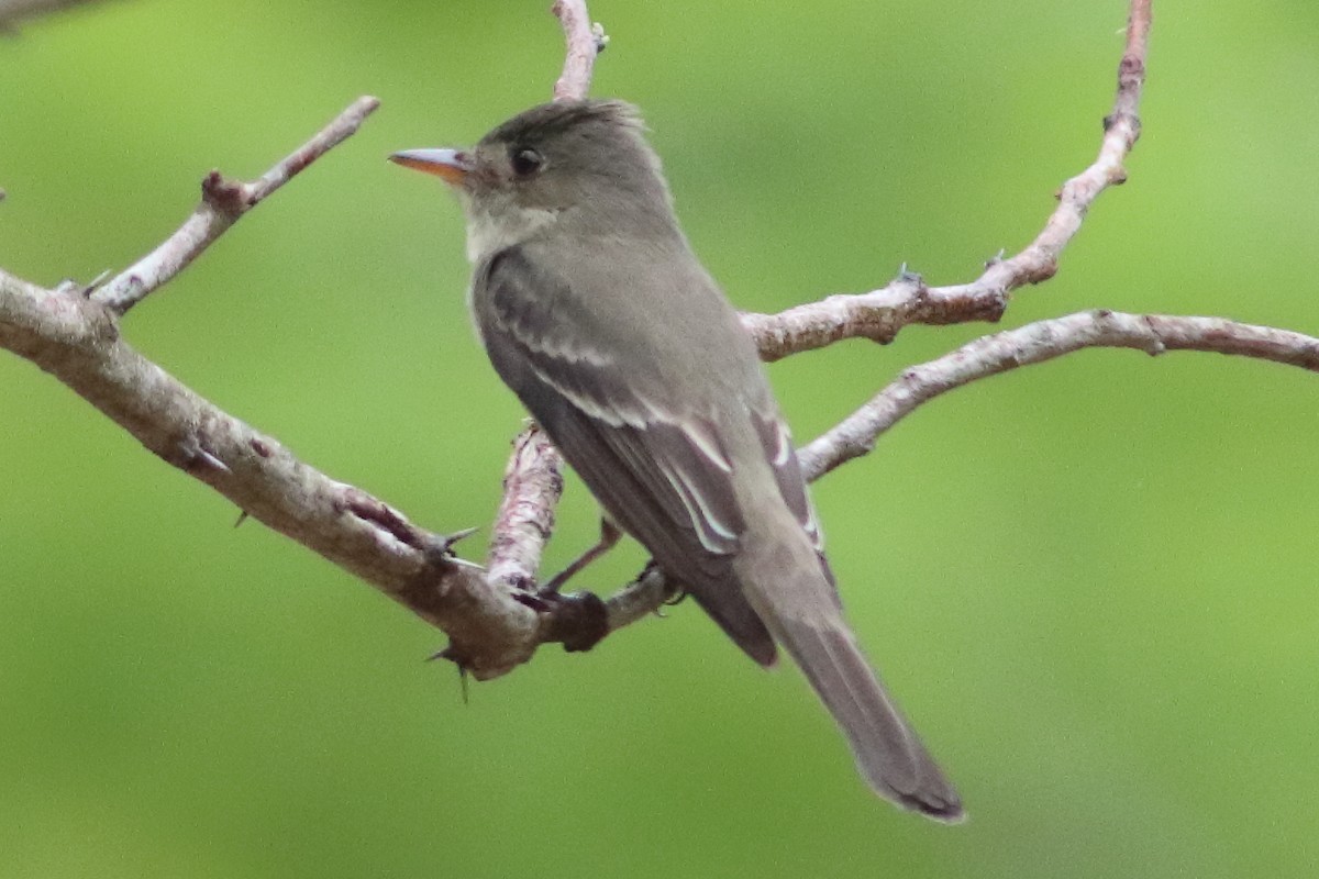 Northern Tropical Pewee - ML636231445