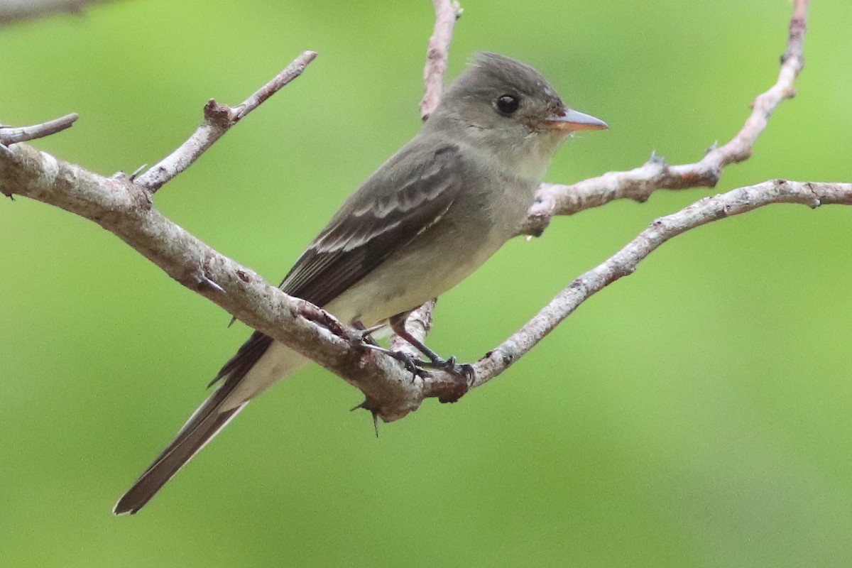 Northern Tropical Pewee - ML636231448