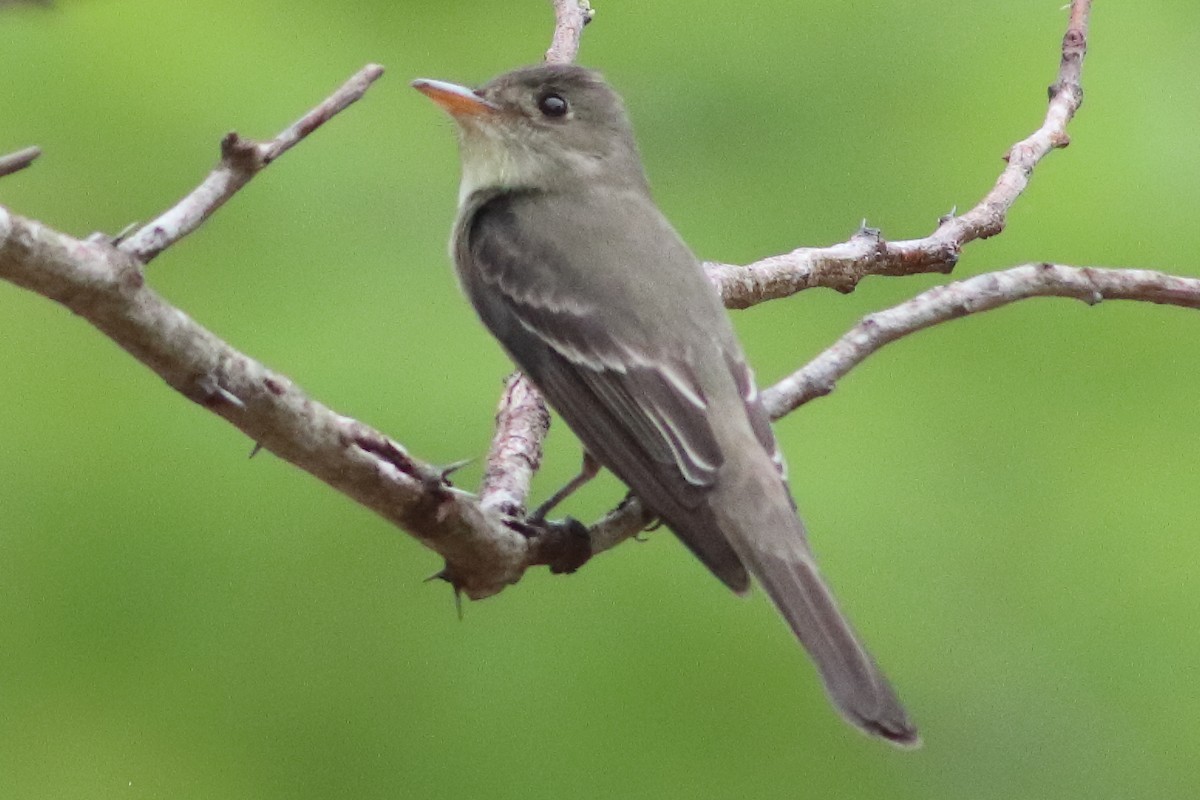 Northern Tropical Pewee - ML636231449