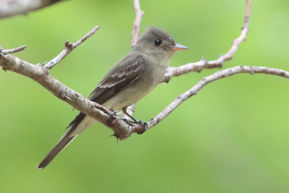 Northern Tropical Pewee - ML636231450