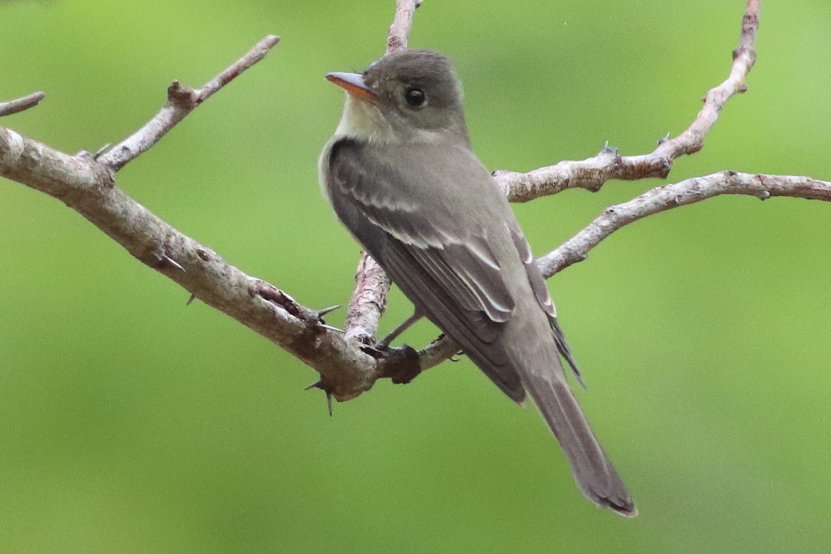 Northern Tropical Pewee - ML636231451