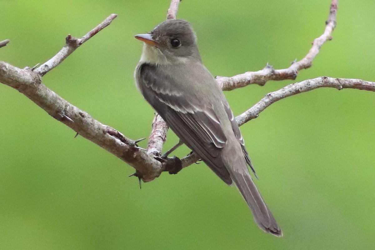 Northern Tropical Pewee - ML636231452