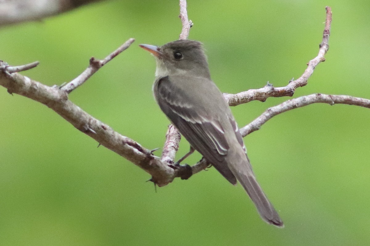 Northern Tropical Pewee - ML636231453
