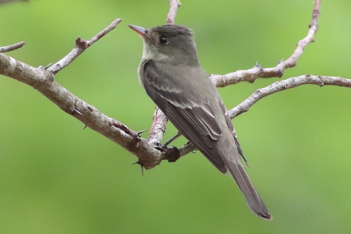 Northern Tropical Pewee - ML636231454