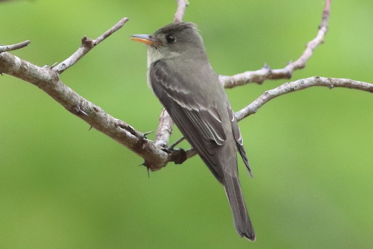 Northern Tropical Pewee - ML636231455