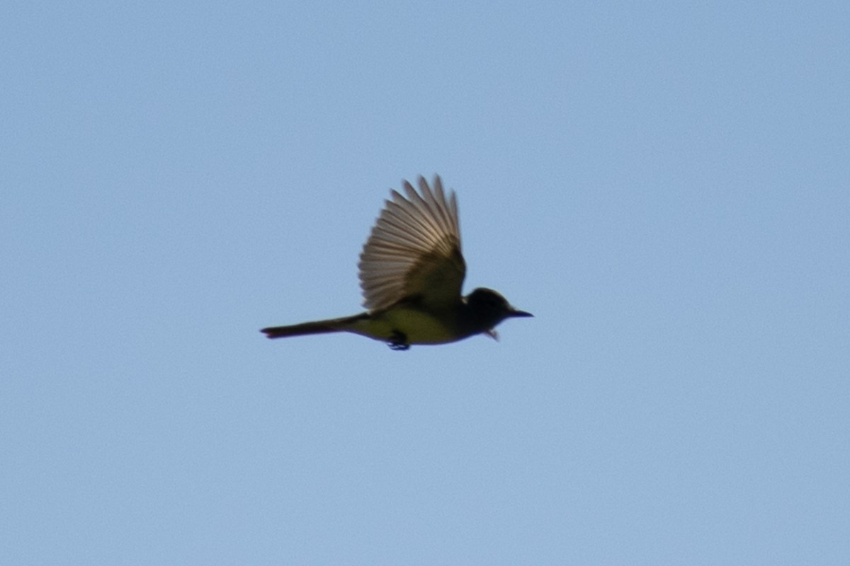 Great Crested Flycatcher - ML636231843