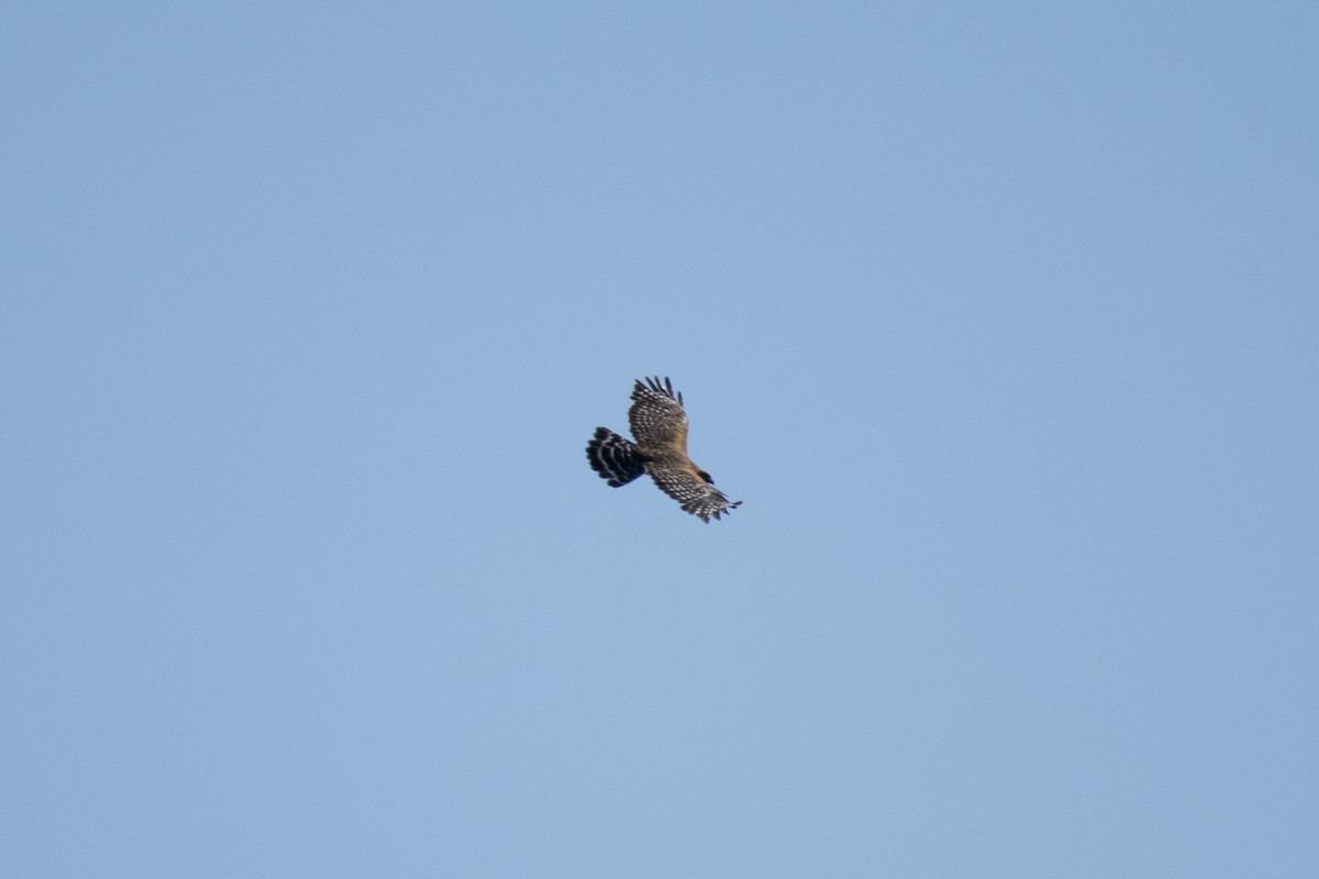 Red-shouldered Hawk - ML636231844