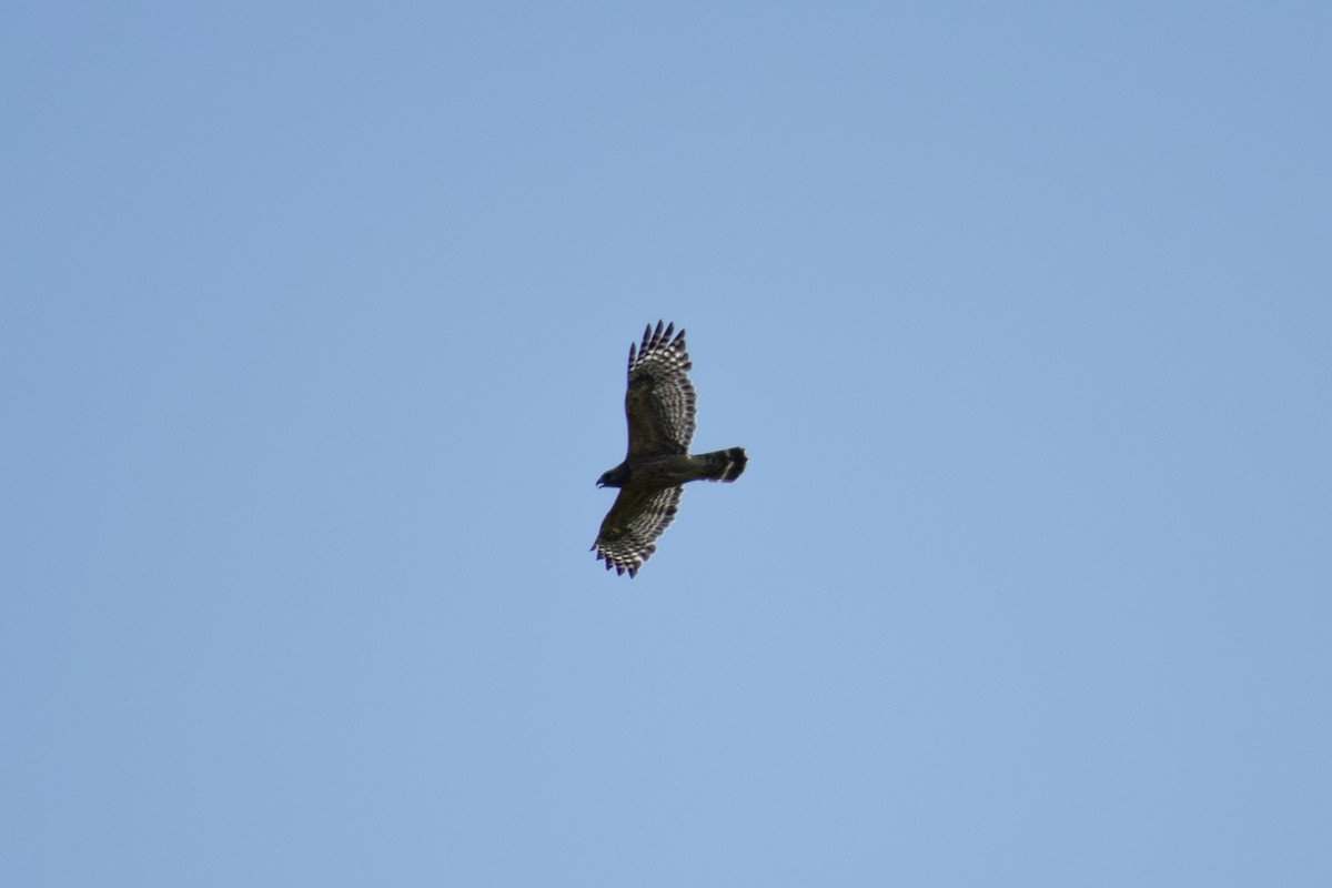 Red-shouldered Hawk - ML636231846