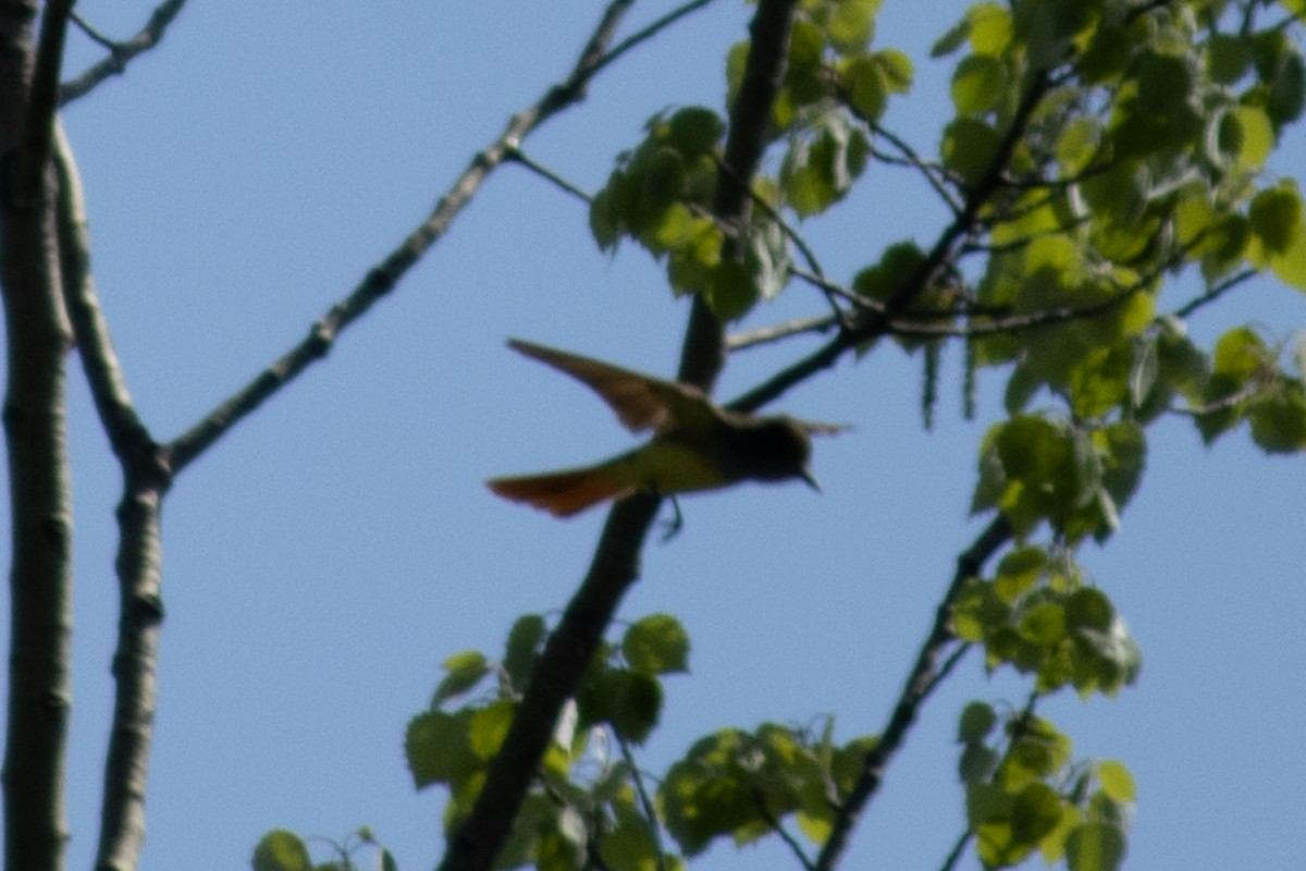Great Crested Flycatcher - ML636231847
