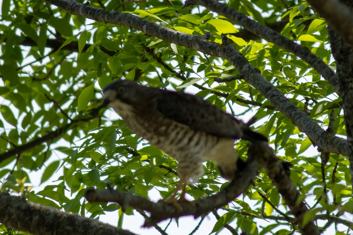 Broad-winged Hawk - ML636231848