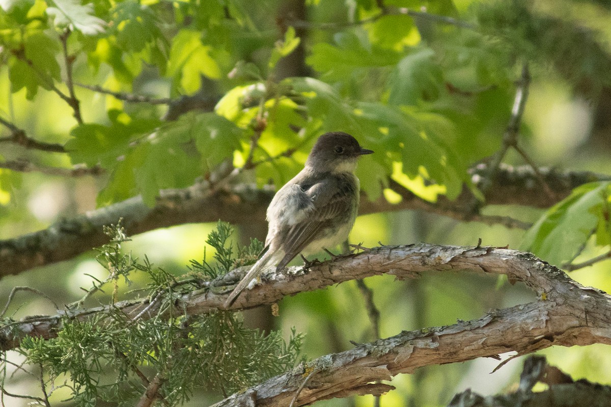 Eastern Phoebe - ML636231854