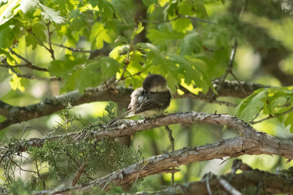 Eastern Phoebe - ML636231855
