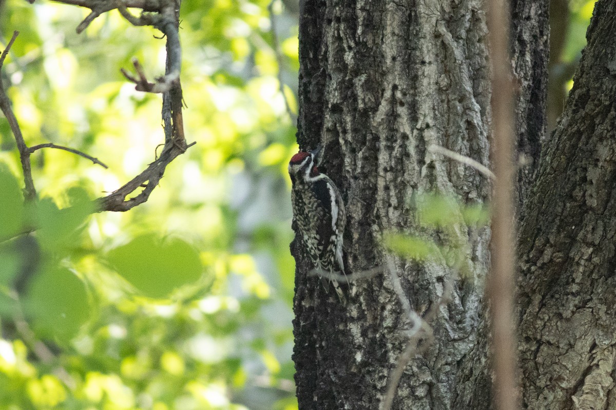 Yellow-bellied Sapsucker - ML636231856