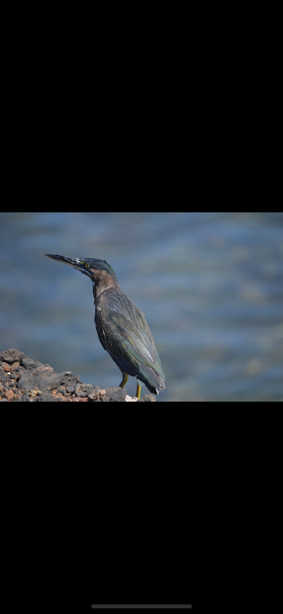 Striated Heron (Galapagos) - ML636231898