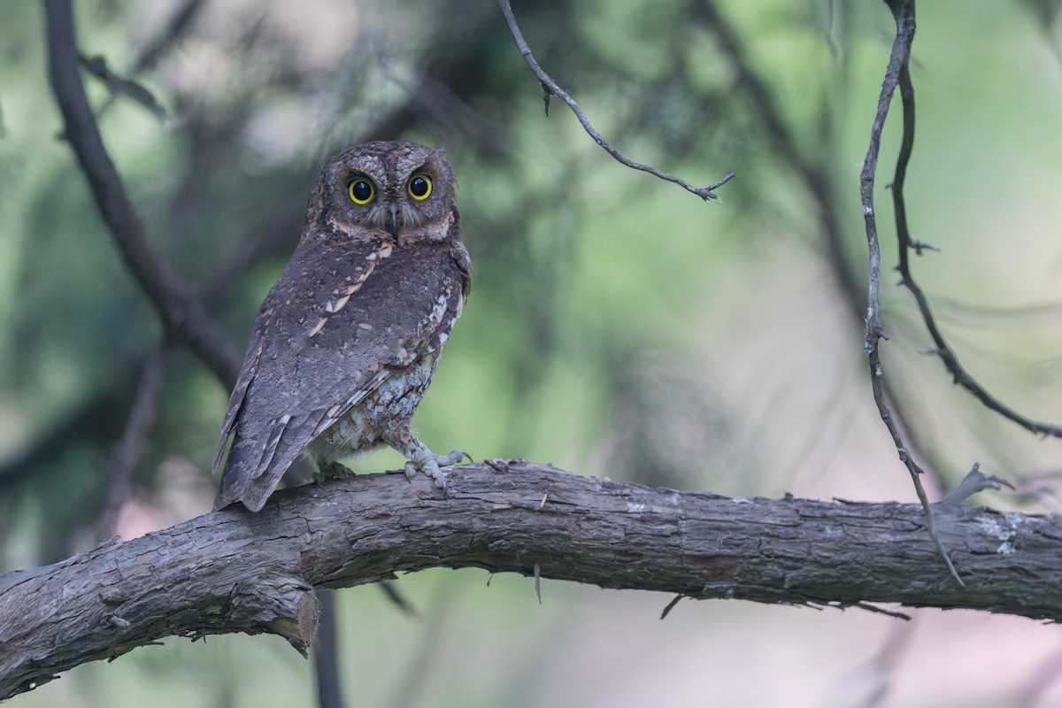 Oriental Scops-Owl - ML636231940