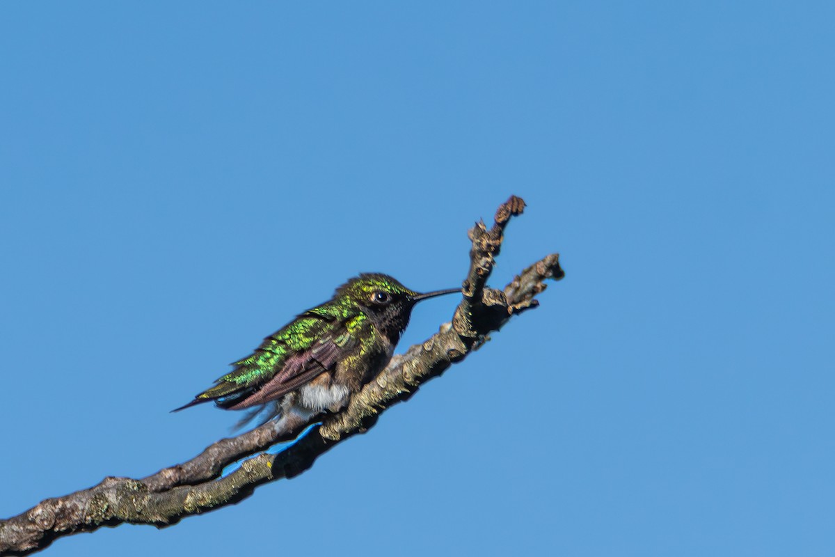 Colibrí Gorjirrubí - ML636231989