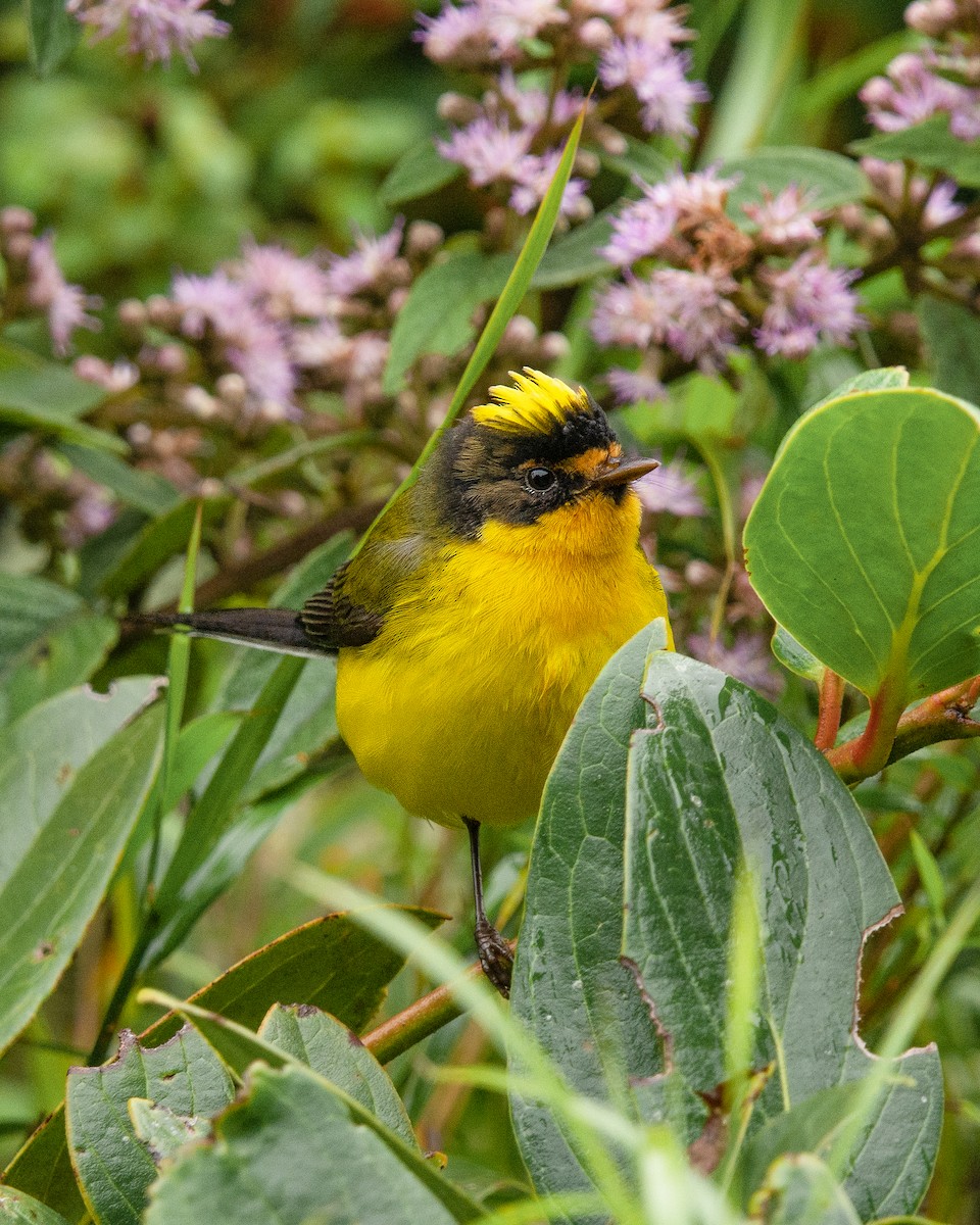 Yellow-crowned Redstart - ML636231996