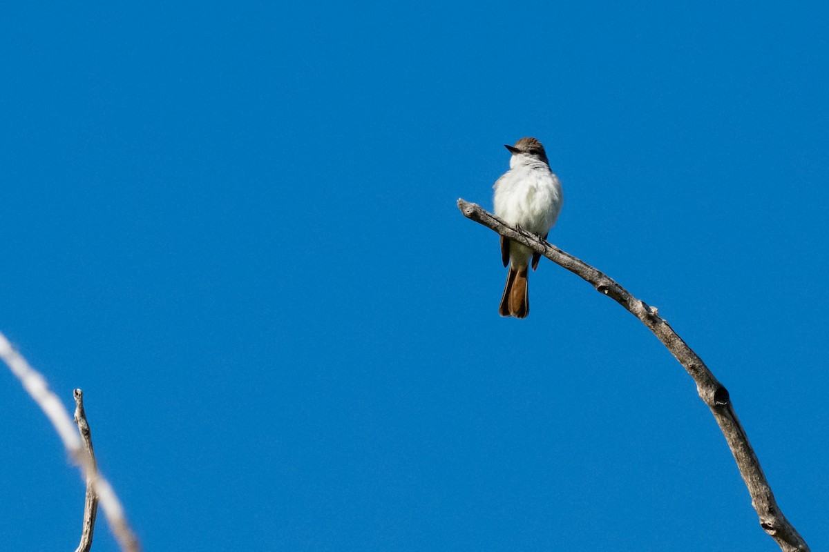 Ash-throated Flycatcher - ML636231998