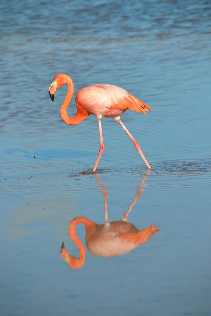 American Flamingo - ML636232088