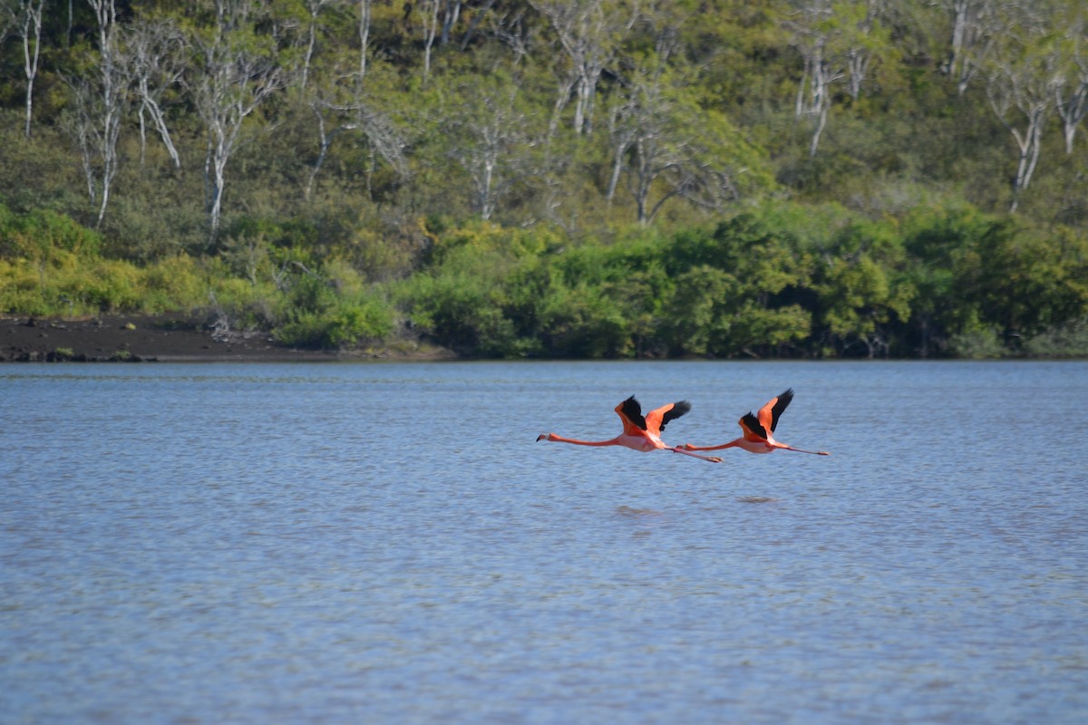 American Flamingo - ML636232089