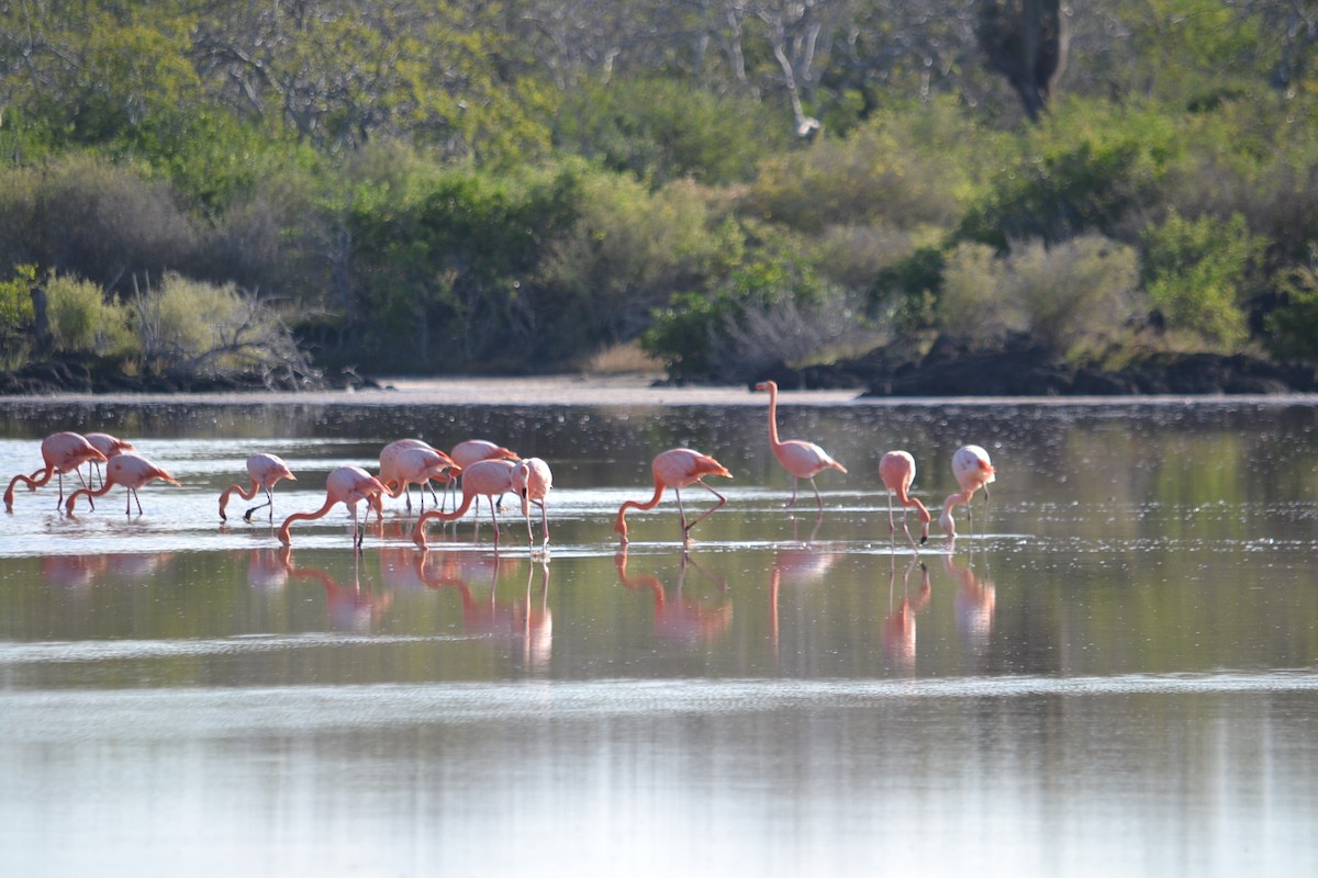 American Flamingo - ML636232090
