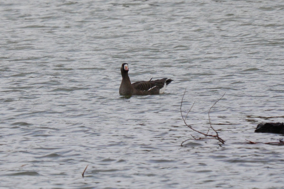 Greater White-fronted Goose - ML636232150