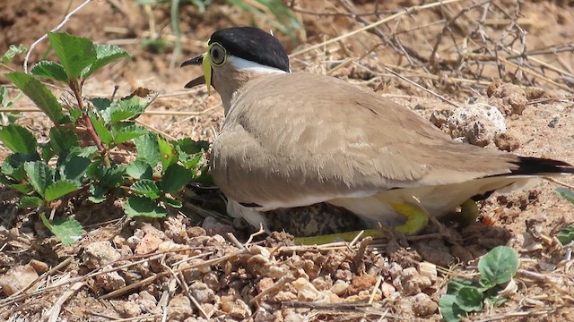 קיווית צהובת-שפם - ML636232163