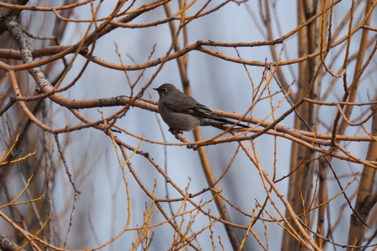 Townsend's Solitaire - ML636232181