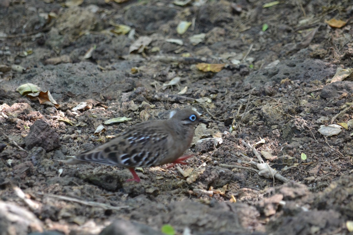 Galapagos Dove - ML636232237