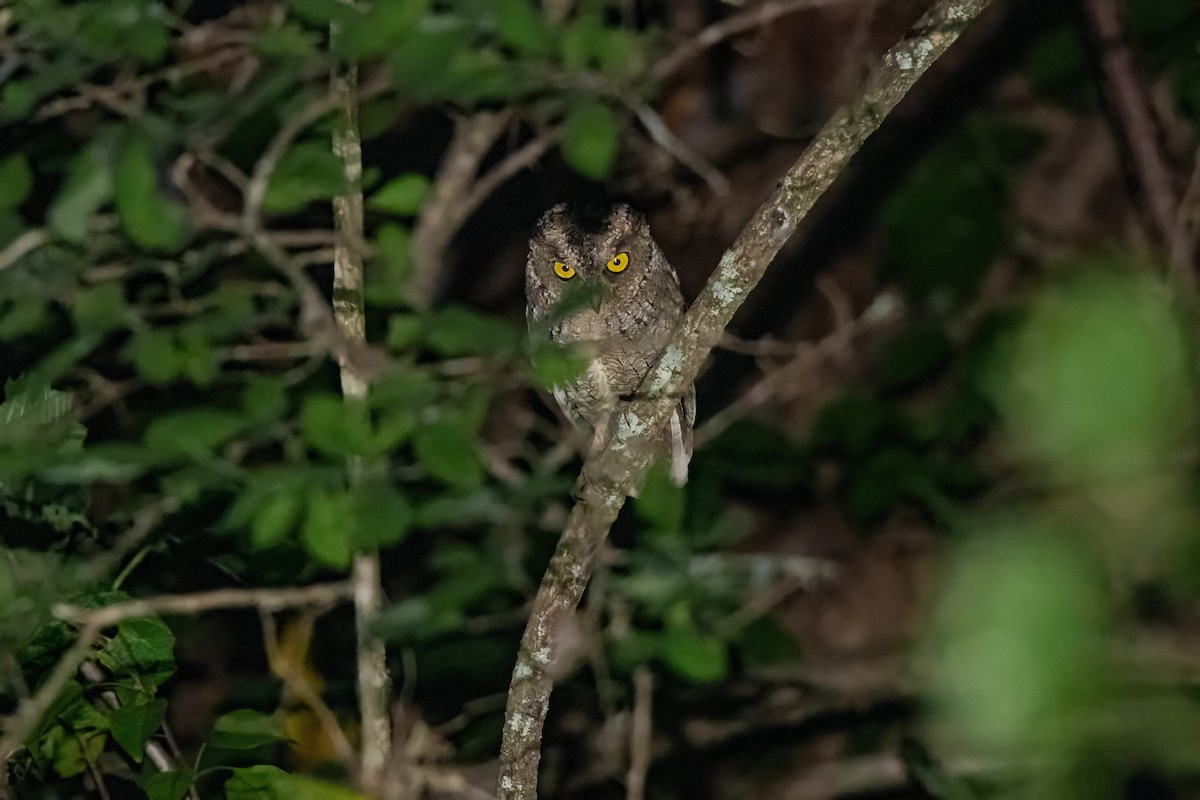 Peruvian Screech-Owl - ML636232346